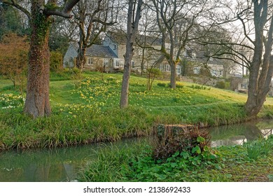 Painswick, Gloucestershire, UK, March 24th, 2022, a garden full of mature daffodils on the banks of the Painswick stream as it meanders through the village on a tranquil spring day at sunrise.