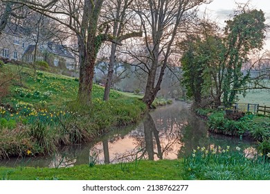 Painswick, Gloucestershire, UK, March 24th, 2022, a bank full of daffodils and a beautiful pink sunrise with reflections of the sky in the stream on a clearing misty early spring day.