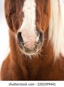 Paint Horse Muzzle With Frost