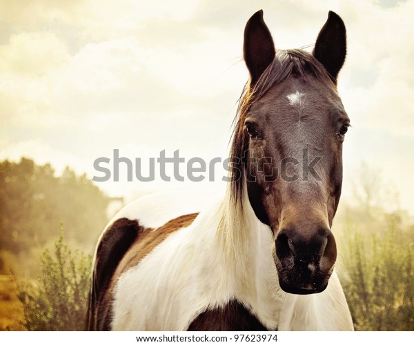 Paint Horse in\
Pasture
