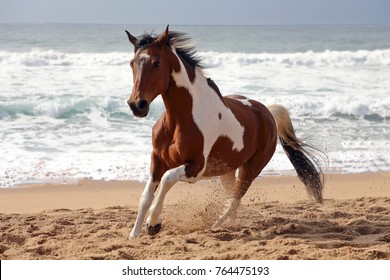 Paint horse running on the beach