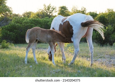 Paint Horses In Summer Field With Foal Nursing Mom For Animal Nutrition Concept.