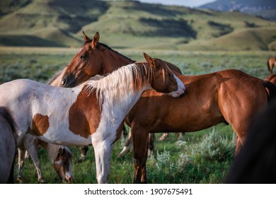 Paint pony and ranch horse friend on the range in montana