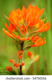 Paintbrush