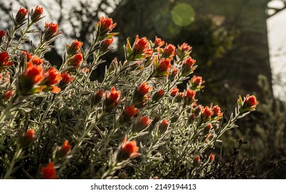 Paintbrush Blooms Grow At The Base of Chalone Fire Tower In Pinnacles National Park - Shutterstock ID 2149194413