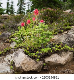 Paintbrush And Douglas Fir Seedling Rock Garden.