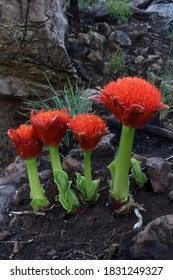 The Paintbrush Lily Is Used As Traditional African Medicine To Treat Coughs And Gastro-intestinal Problems, But Is Very Poisonous And May Cause Death. Feeds Nectivorous Birds 