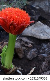 The Paintbrush Lily Is Used As Traditional African Medicine To Treat Coughs And Gastro-intestinal Problems, But Is Very Poisonous And May Cause Death. Feeds Nectivorous Birds 