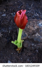 The Paintbrush Lily Is Used As Traditional African Medicine To Treat Coughs And Gastro-intestinal Problems, But Is Very Poisonous And May Cause Death. Feeds Nectivorous Birds 