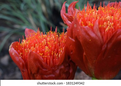 The Paintbrush Lily Is Used As Traditional African Medicine To Treat Coughs And Gastro-intestinal Problems, But Is Very Poisonous And May Cause Death. Feeds Nectivorous Birds 