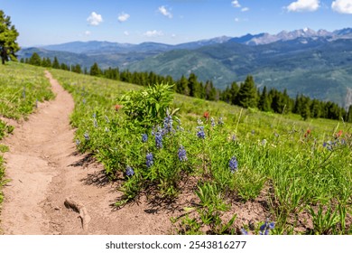 Paintbrush, lupine wildflowers flower plants in Colorado macro closeup at Top of Vail Tour Ridge route hiking trail path in summer or late spring - Powered by Shutterstock