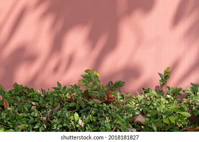 Painted brick wall with green bush in natural light background - Powered by Shutterstock