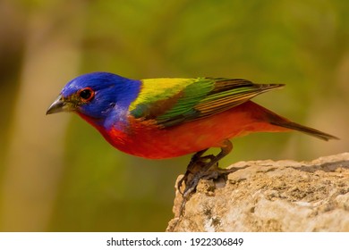 Painted Bunting Is America's Most Beautiful Songbird