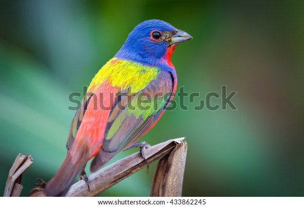 Painted\
Bunting - Colorful Bird - Multi Colors -\
Isolated