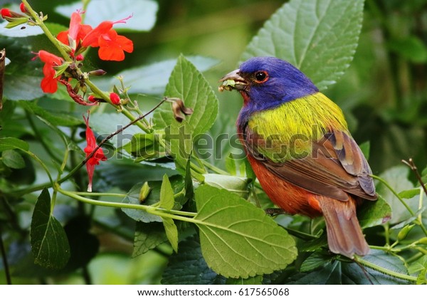 Painted Bunting Looking for\
seeds!