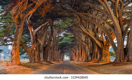 Painted Cypress Tree Tunnel by the light at sunrise. Point Reyes National Seashore, Marin County, California, USA