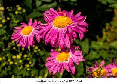 Chamomile garden perennial - a symbol of purity and Russia Chamomile garden perennial - a symbol of purity and Russia