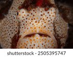 A Painted frogfish, Antennarius pictus, sits on the seafloor of Lembeh Strait, Indonesia, waiting to ambush prey. Frogfish are predators of reef fish, crustaceans, and small cephalopods. 