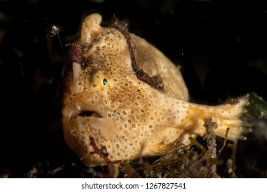 Painted Frogfish And Lure