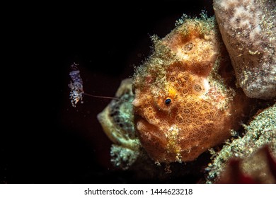 Painted Frogfish Using Its Lure