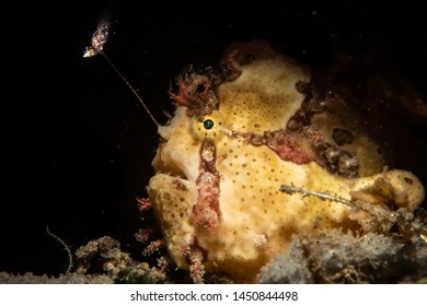 Painted Frogfish Using Its Lure