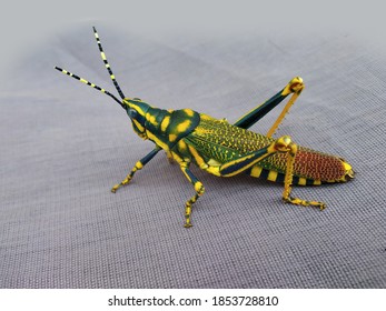 529 Indian grasshopper Images, Stock Photos & Vectors | Shutterstock