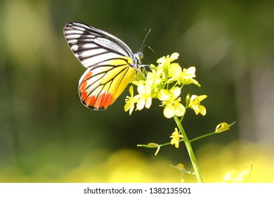Painted jezebel  is a medium-sized butterfly of the family Pieridae, found in South Asia and Southeast Asia. - Shutterstock ID 1382135501