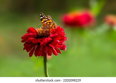 painted ladies vanessa cardui Butterfly Pollinating Zinnia elegans known as youth-and-age red pink zinnias in the garden flowers blooming green leaves tea - Powered by Shutterstock