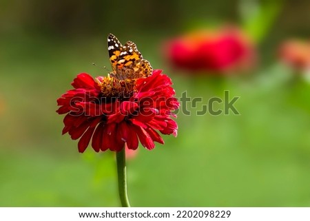 painted ladies vanessa cardui Butterfly Pollinating Zinnia elegans known as youth-and-age red pink zinnias in the garden flowers blooming green leaves tea