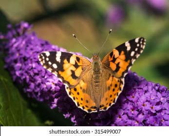 Painted Lady