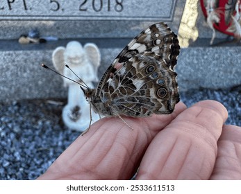 Painted Lady Butterfly Close-Up on Gravel and in Nature - Powered by Shutterstock