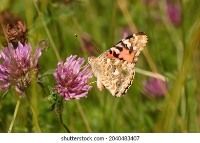 Painted Lady Butterfly Feeding On The Flowers Of Red Clover. Hertfordshire, England, UK. 