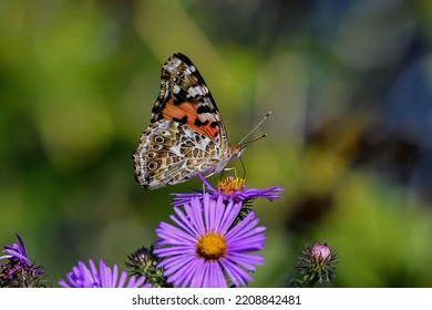 Painted Lady Butterfly Feeding On New England Aster Flower. It Is In The Cynthia Group Of Colorful Butterflies And Comprises A Subgenus Of The Genus Vanessa In The Family Nymphalidae.