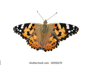  Painted Lady Butterfly - Isolated Object