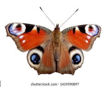 Painted Lady Butterfly Isolated On White Background.