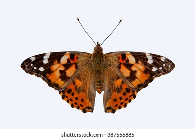 Painted Lady Butterfly Isolated On White Background