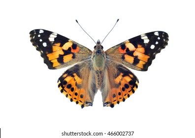 Painted Lady Butterfly, Isolated On White