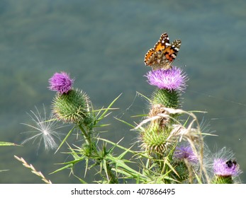 Painted Lady Butterfly on Purple Thistle Flower/Butterfly Sitting on a Thistle Flower
