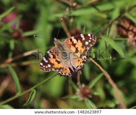 Painted lady Butterfly sitting on a plant stem (Vanessa cardui) Stock photo © 