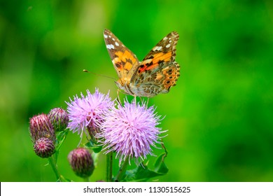 Painted Lady butterfly (vanessa cardu) feeding nectar from a purple thistle.