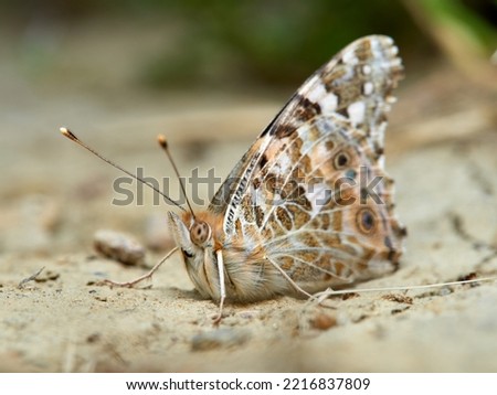 Painted lady butterfly. Vanessa cardui
