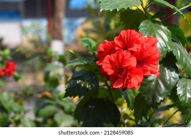 Painted Lady Red Tropical Hibiscus Flowers Green Leaves Tropical hibiscus has many varieties