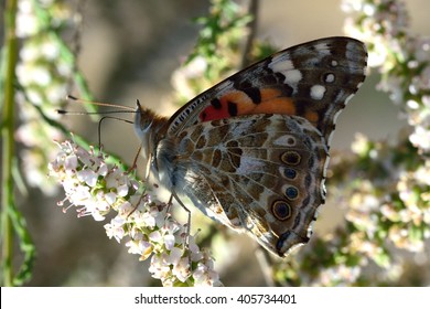 The Painted Lady (Vanessa cardui). Beautiful butterfly in the family Nymphalidae nectaring under dappled sunlight, with proboscis visible