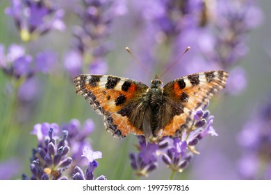 The Painted Lady (Vanessa cardui) sitting on the Lavender flower in the summer. Close up. Macro.
