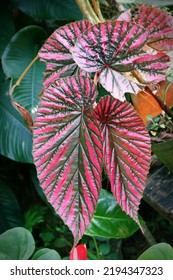 Painted Leaf Begonia Leaves Plant 