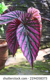 Painted Leaf Begonia Leaves Plant Growing On Pot 