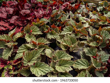 Painted Leaf Begonia Plants In A Nursery Greenhouse Near Woodburn Oregon