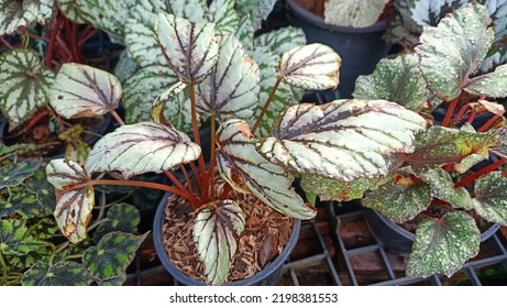 Painted Leaf Begonia,begoniaceae, Grown In Pots.an Exotic Houseplant.