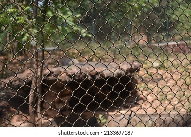 Painted Metal Fence, Narrow Focus Fades On Grass.