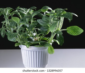 Painted net leaf in pot